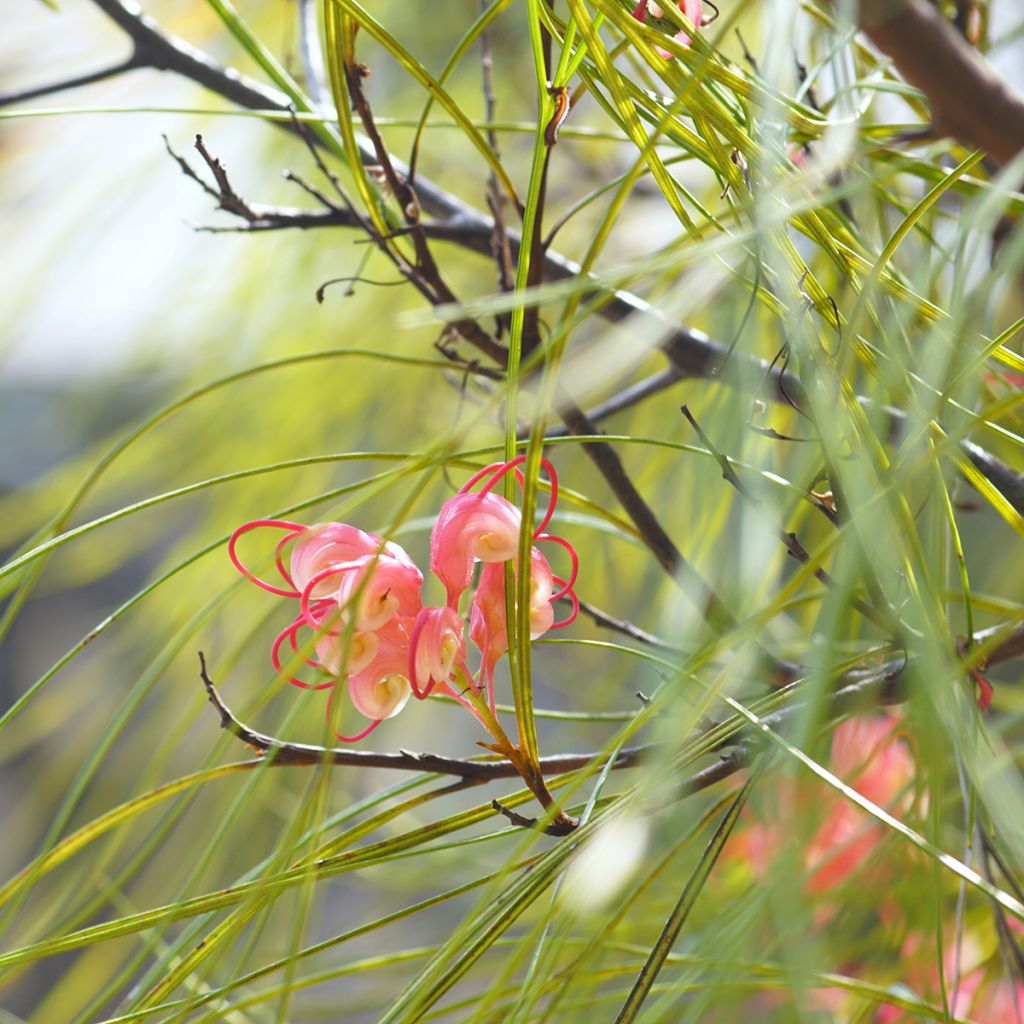 Grevillea johnsonii
