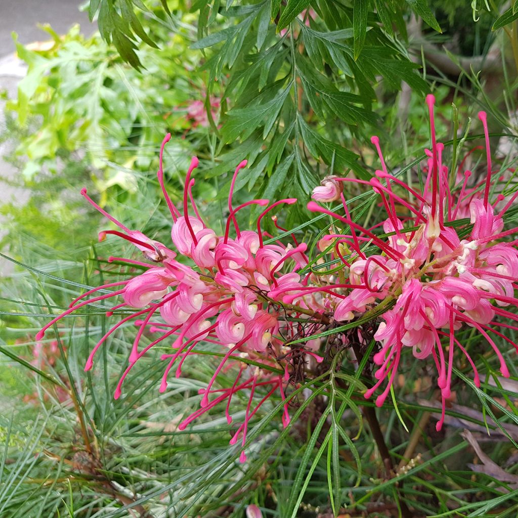 Grevillea johnsonii