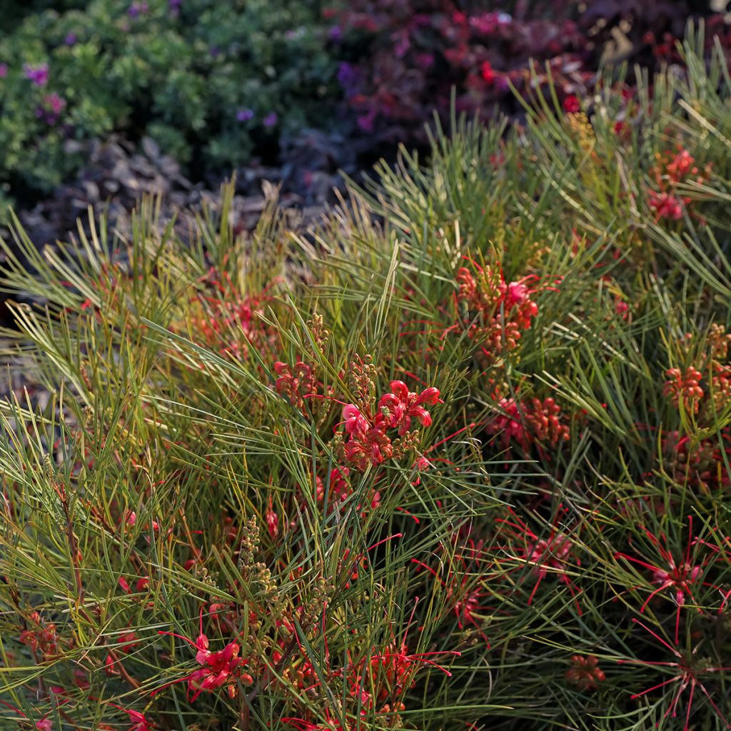 Grevillea johnsonii
