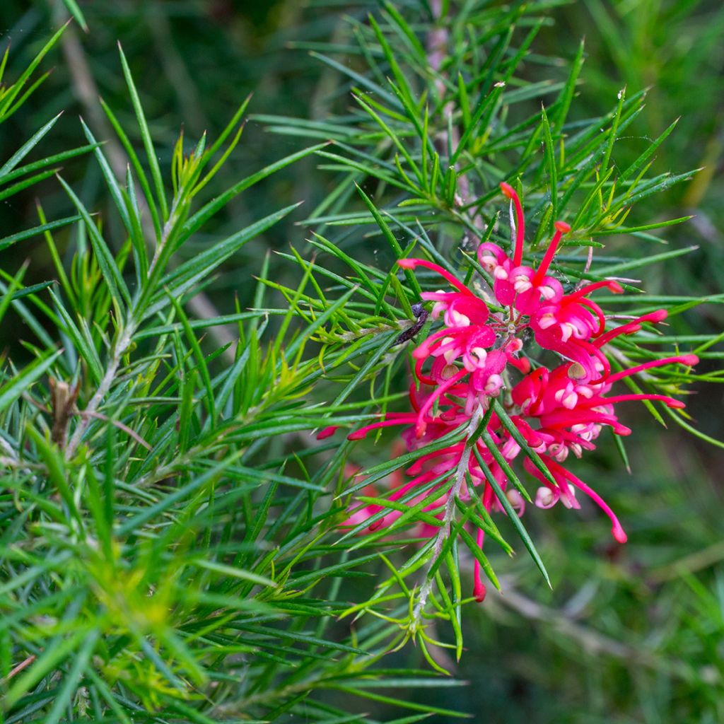 Grevillea juniperina Canberra Gem