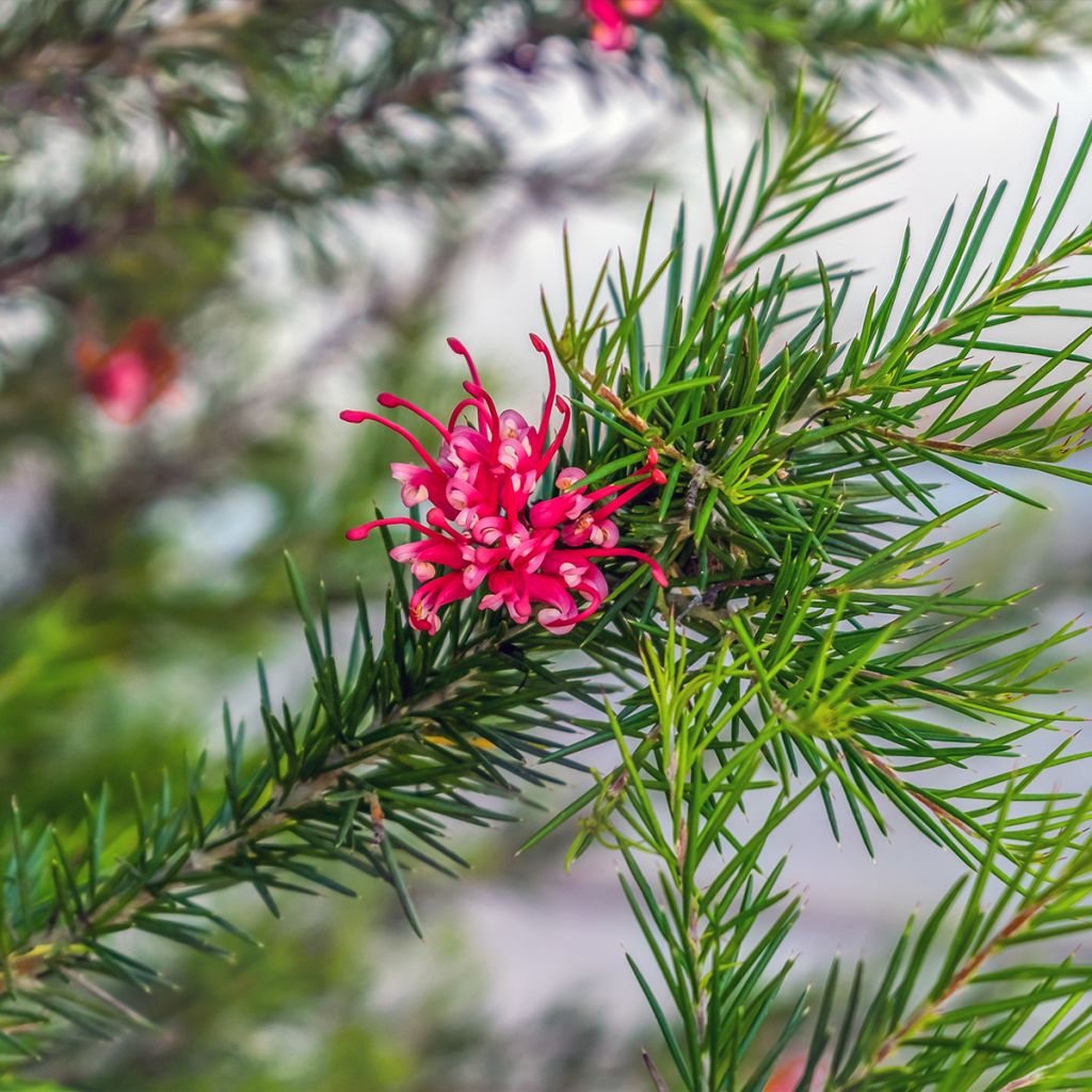 Grevillea juniperina