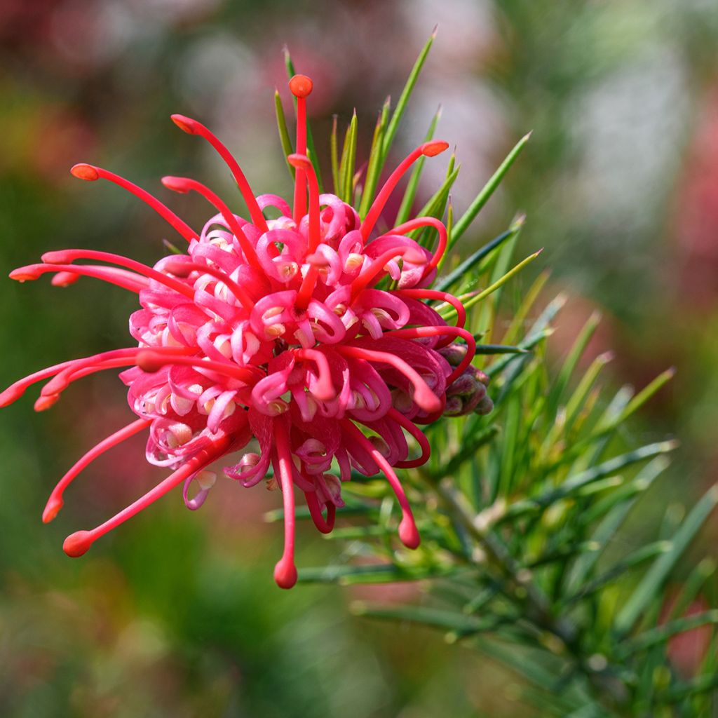 Grevillea juniperina