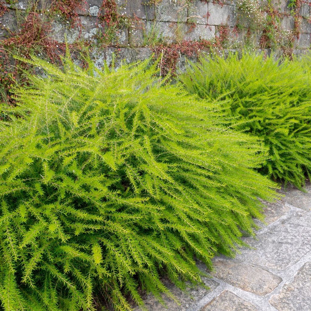 Grevillea juniperina