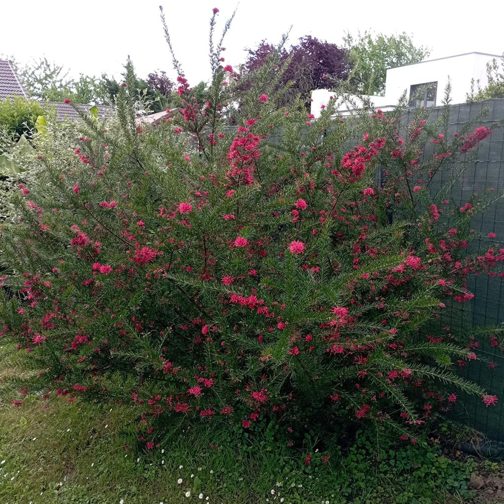 Grevillea juniperina
