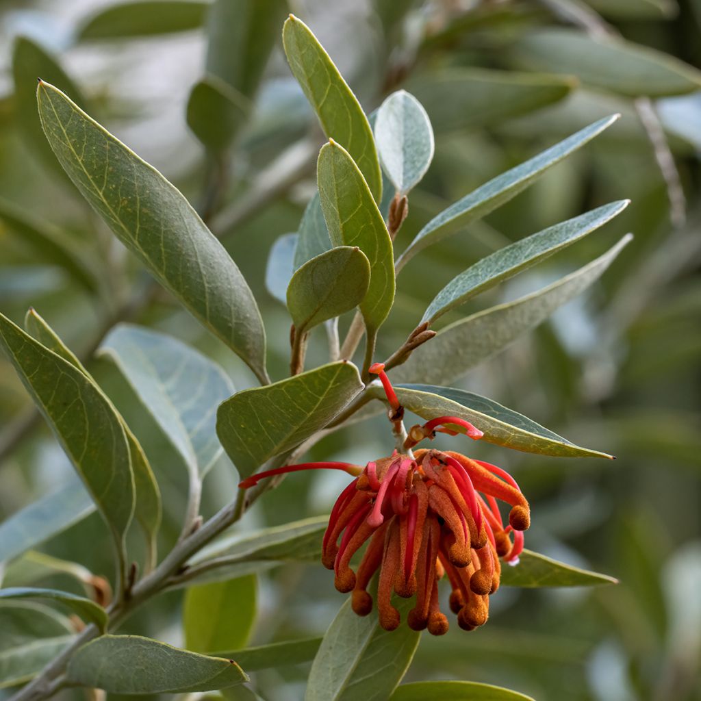 Grevillea victoriae