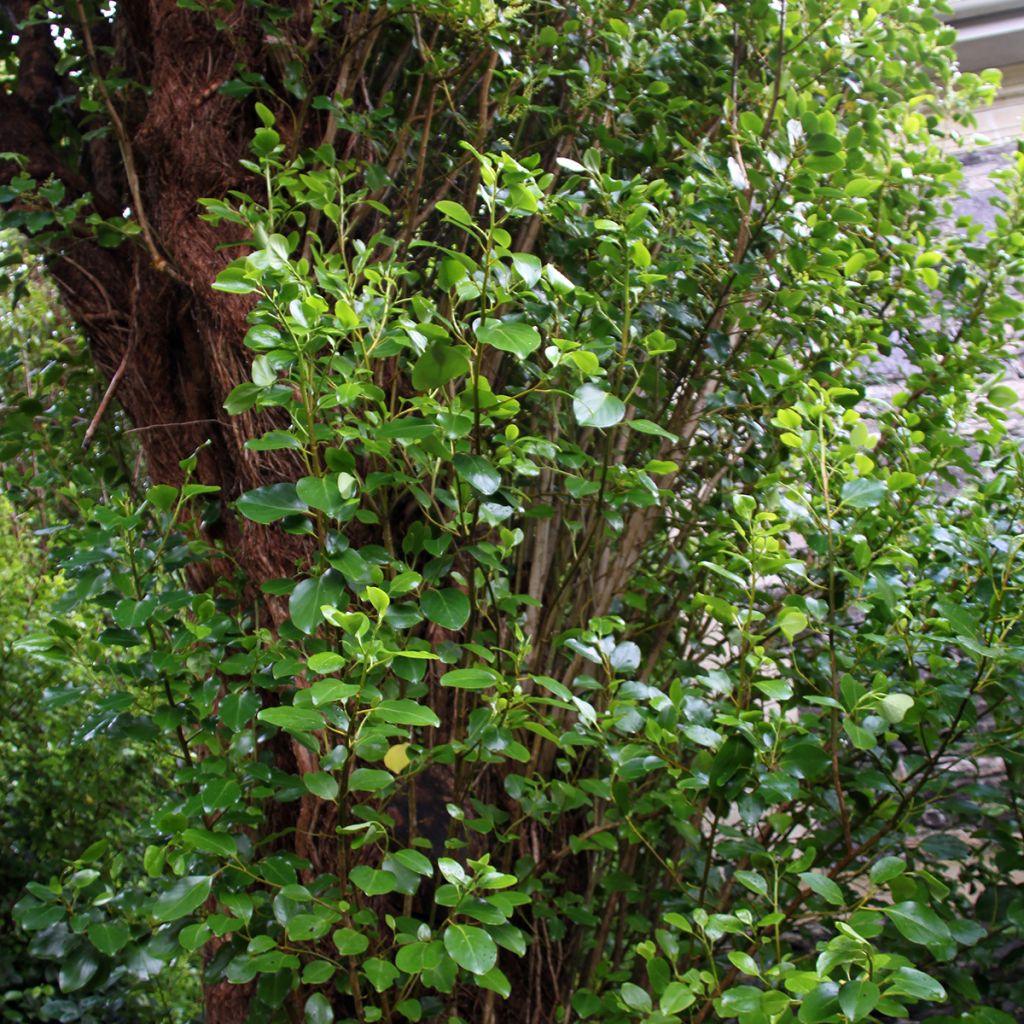 Griselinia littoralis Emerald - Griselinie du littoral