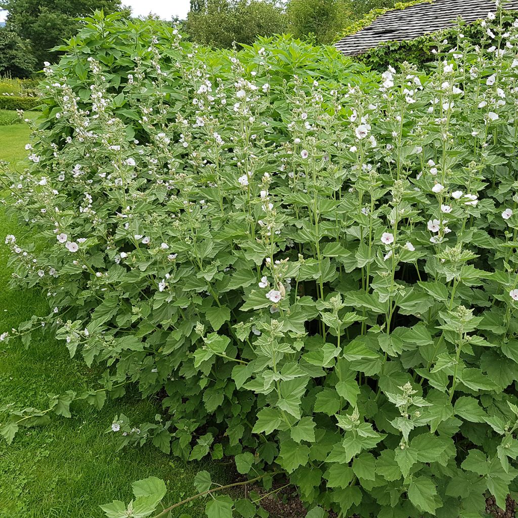 Guimauve officinale - Althaea officinalis