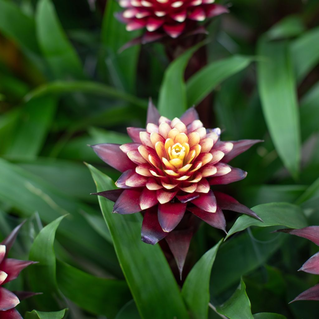 Guzmania Akabar