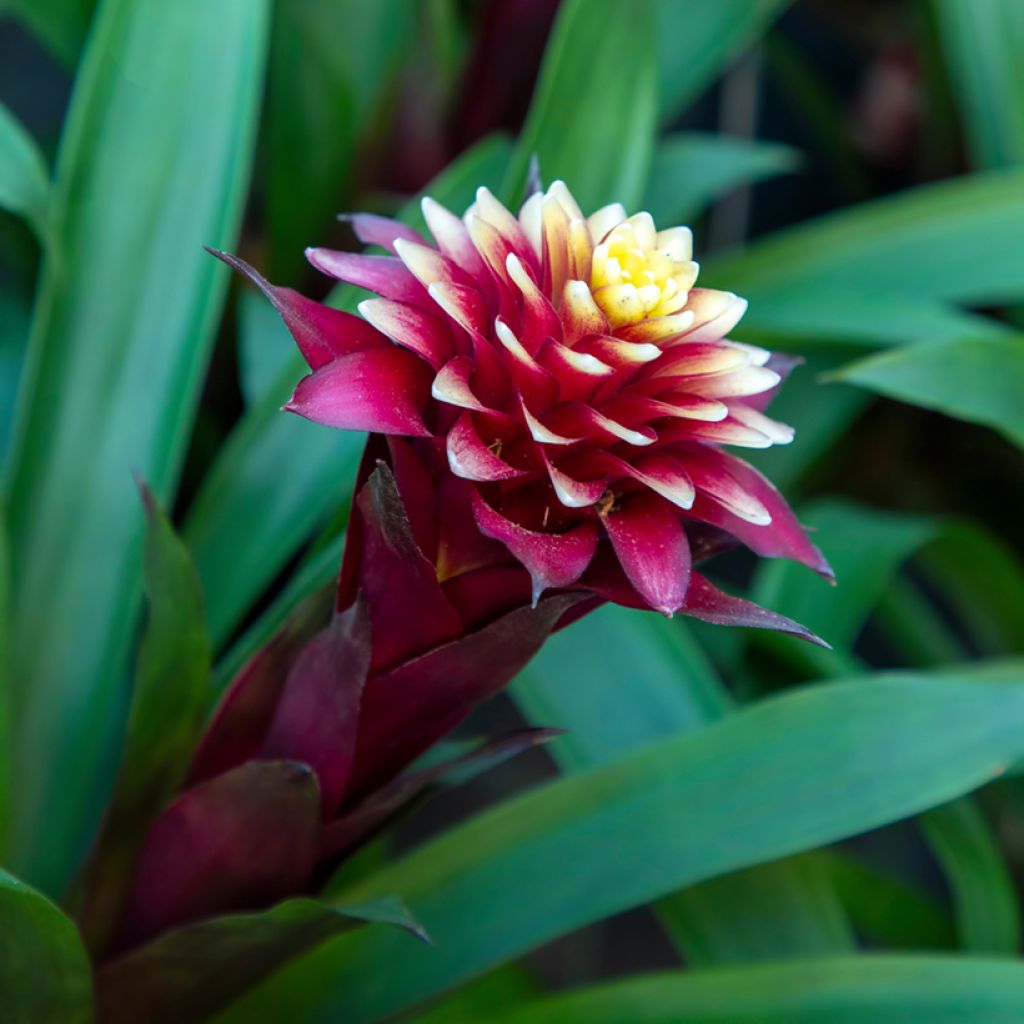 Guzmania Akabar
