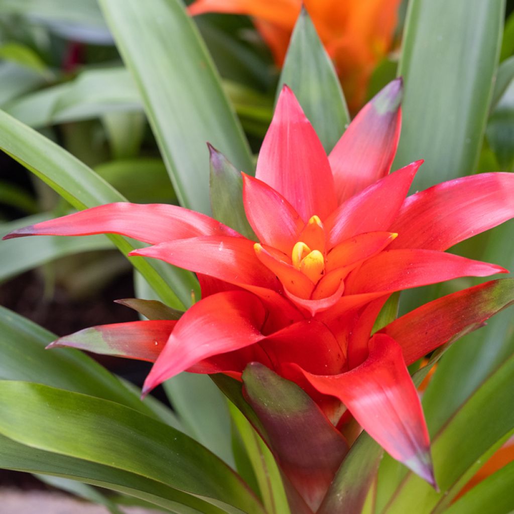 Guzmania Calypso