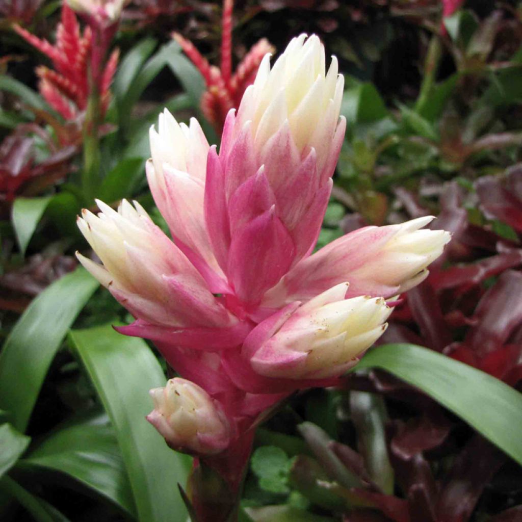 Guzmania Candy