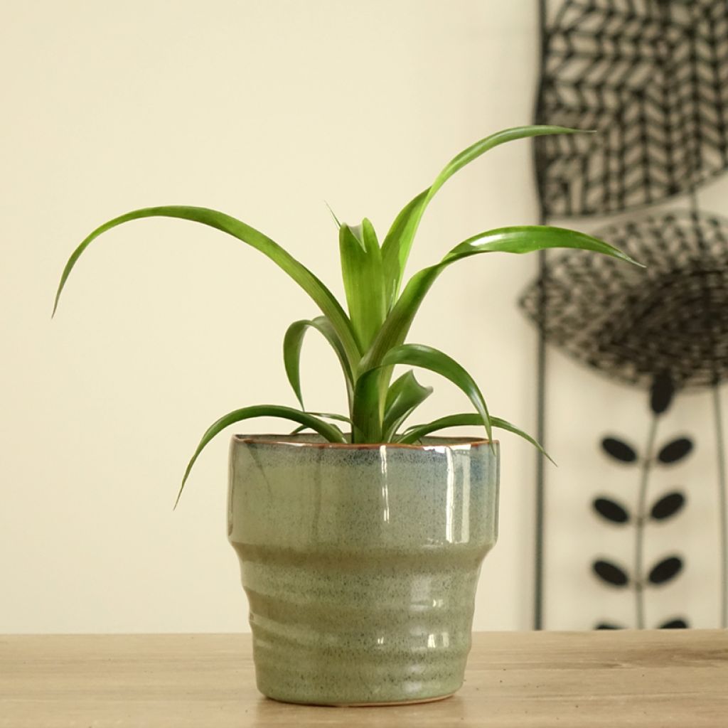 Guzmania Candy