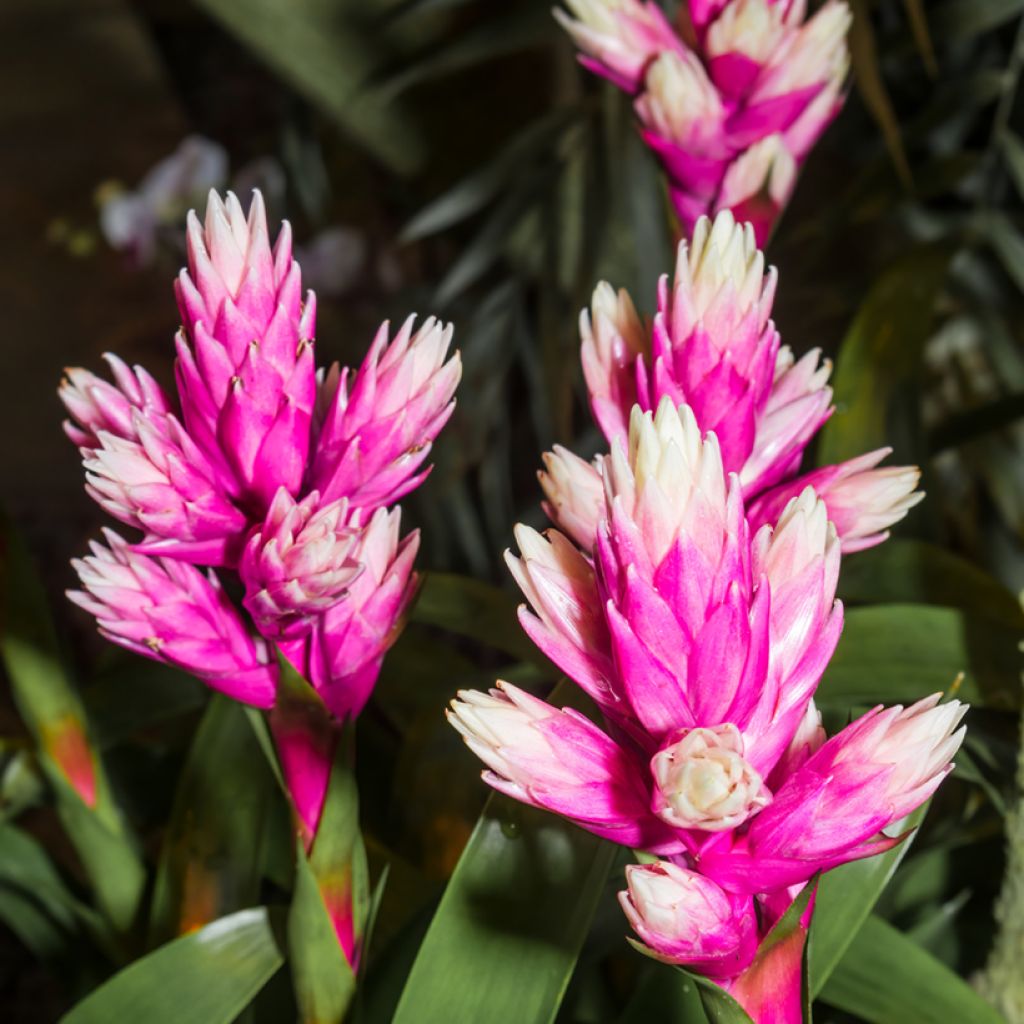 Guzmania Candy