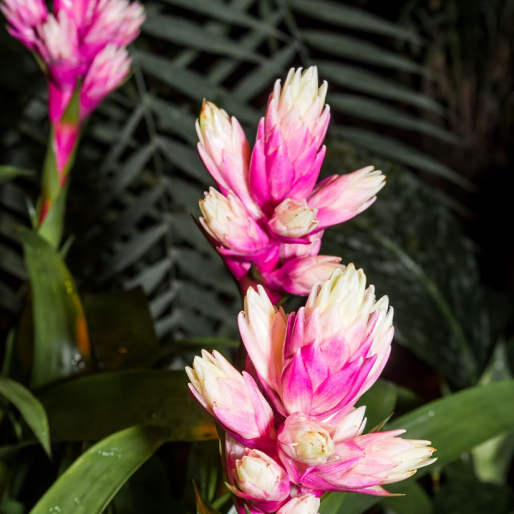 Guzmania Candy
