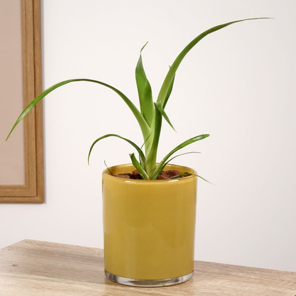 Guzmania Filou