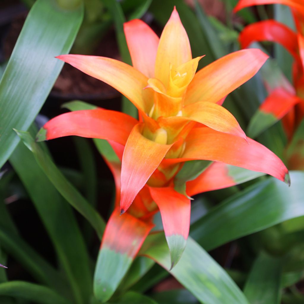 Guzmania Flava