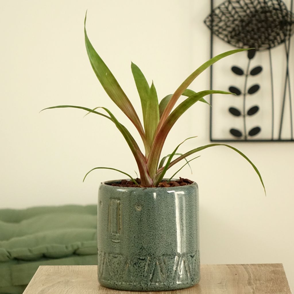 Guzmania Limones