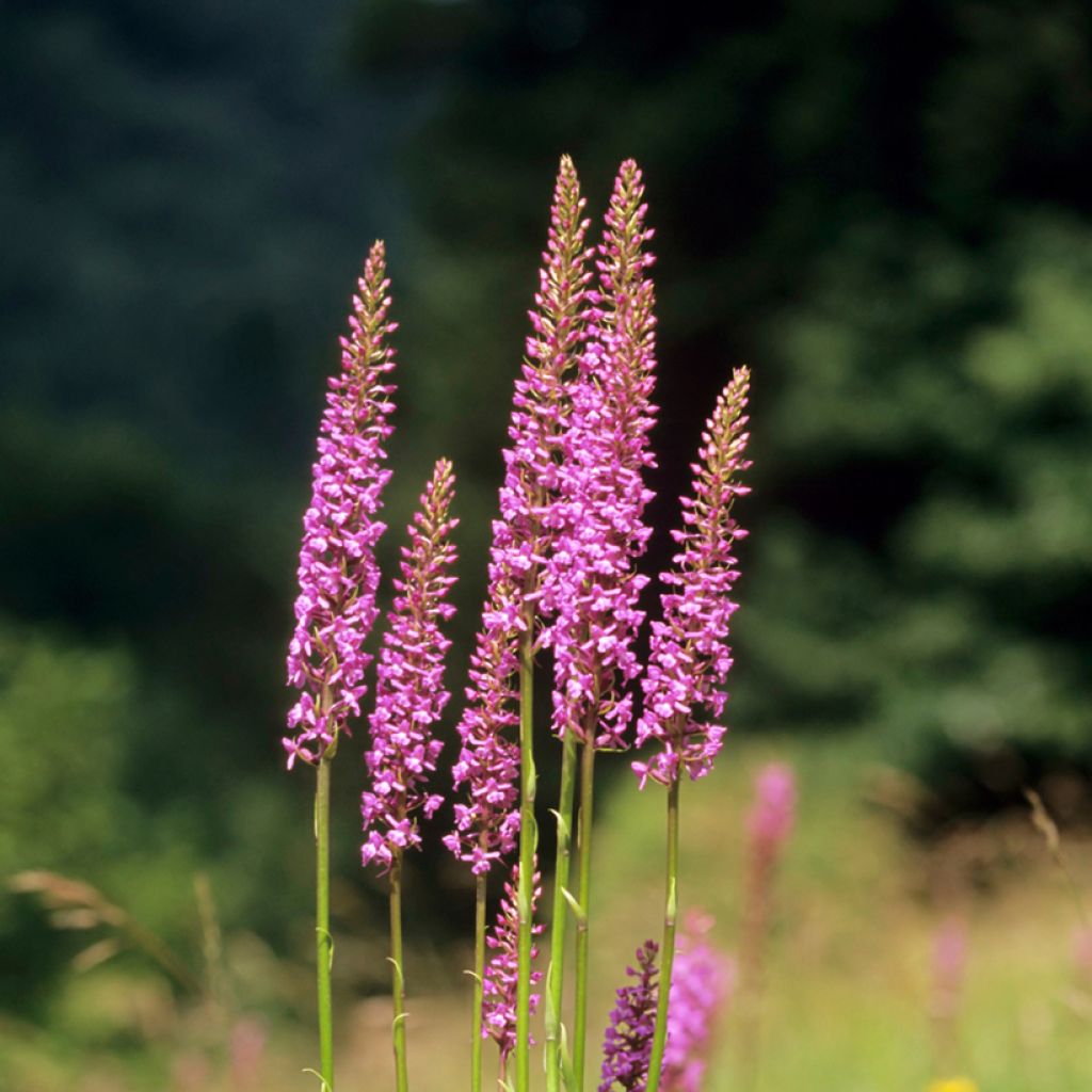 Gymnadenia conopsea - Orchis moucheron