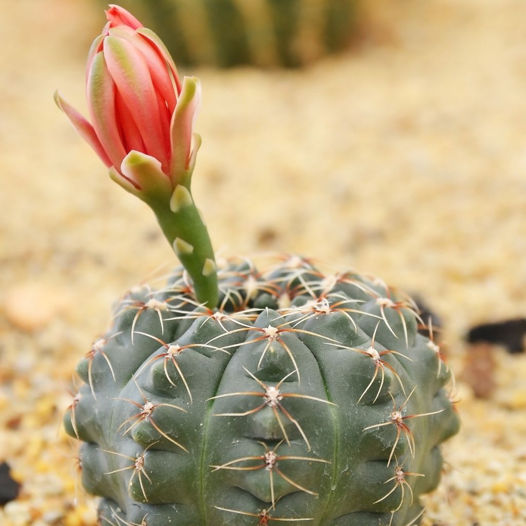 Cactus araignée - Gymnocalycium baldianum