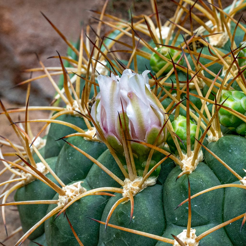 Cactus araignée - Gymnocalycium baldianum
