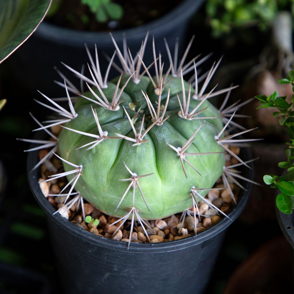 Cactus araignée - Gymnocalycium baldianum