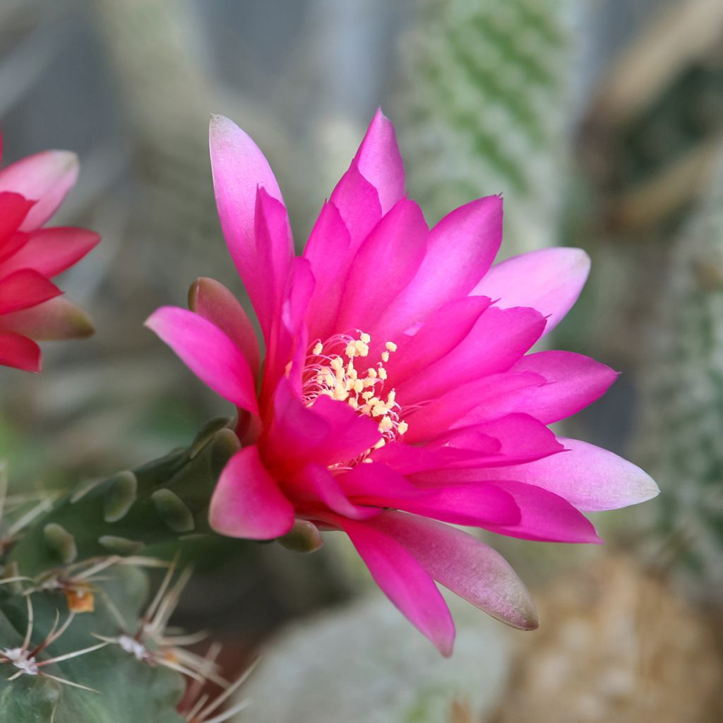 Cactus araignée - Gymnocalycium baldianum