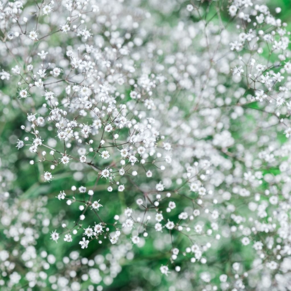 Gypsophila paniculata Bristol Fairy - Gypsophile paniculé