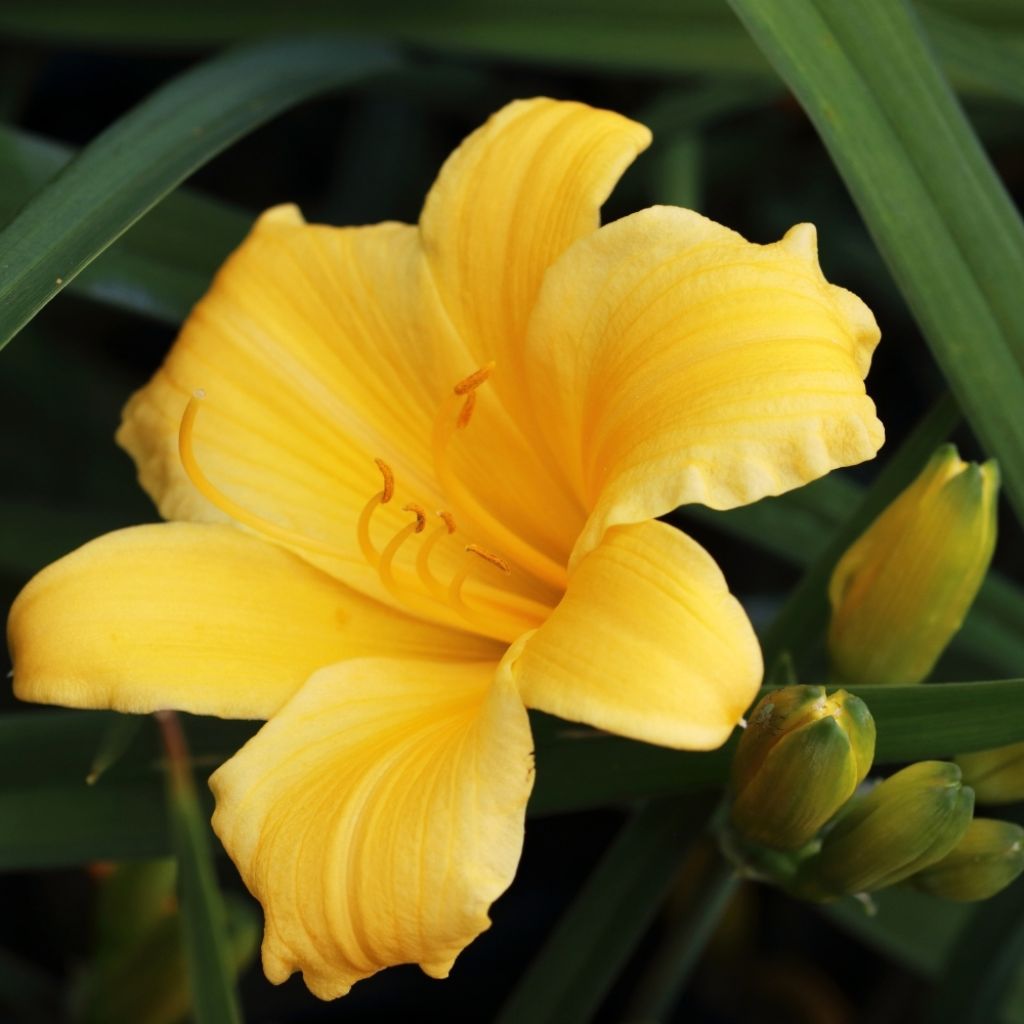 Hémérocalle Stella de Oro - Lis d'un Jour jaune