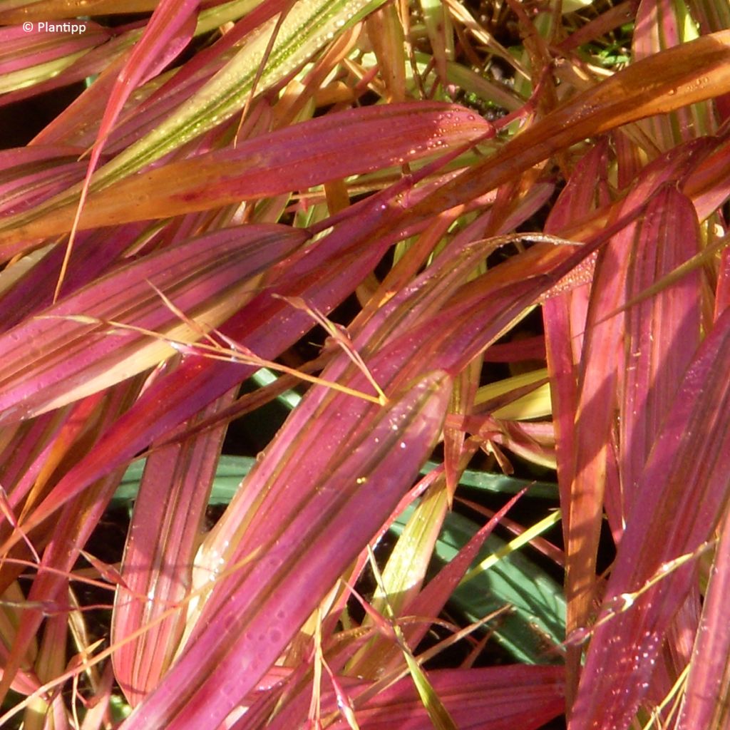 Herbe du Japon - Hakonechloa macra Mulled Wine