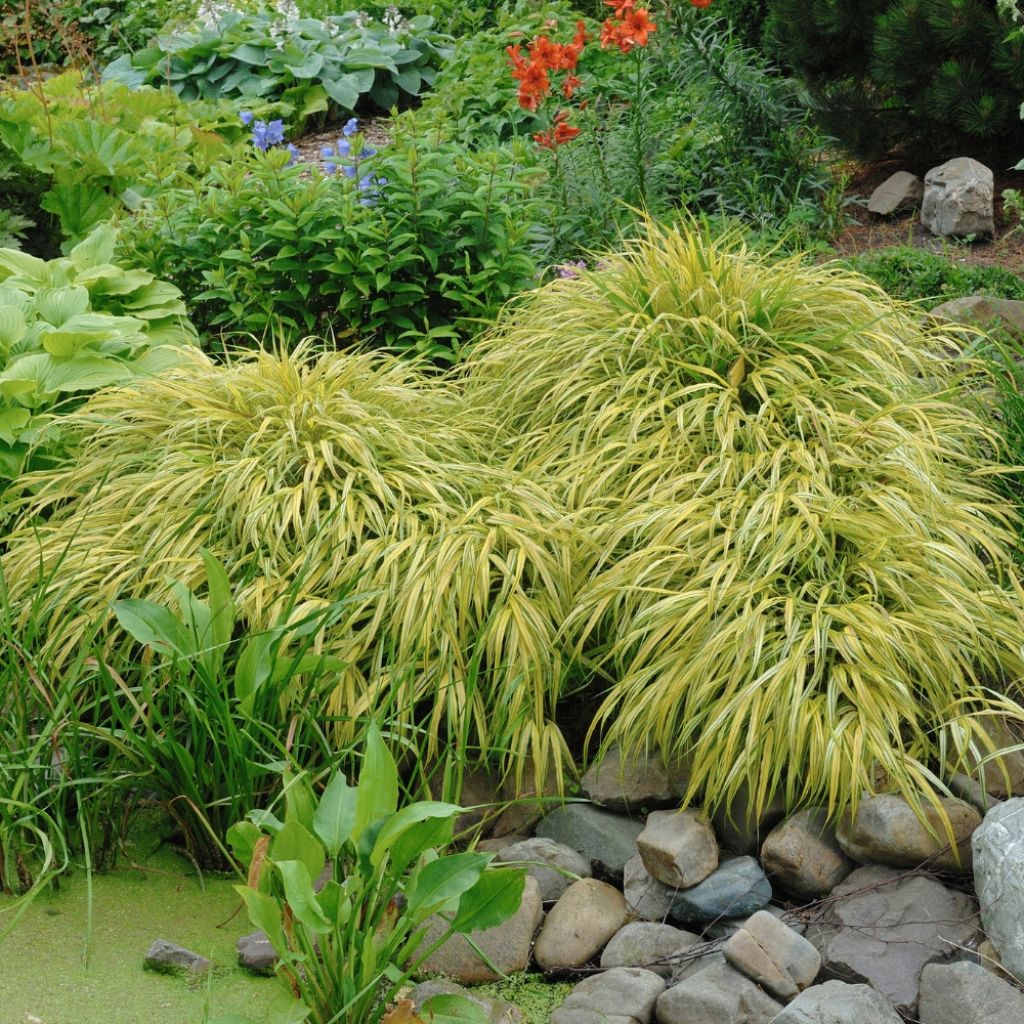 Herbe du Japon - Hakonechloa macra Aureola