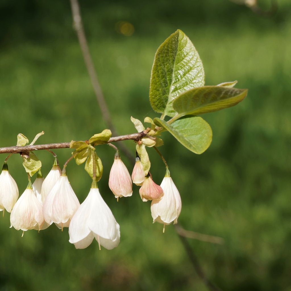 Halesia carolina var. monticola - Arbre aux cloches d'argent