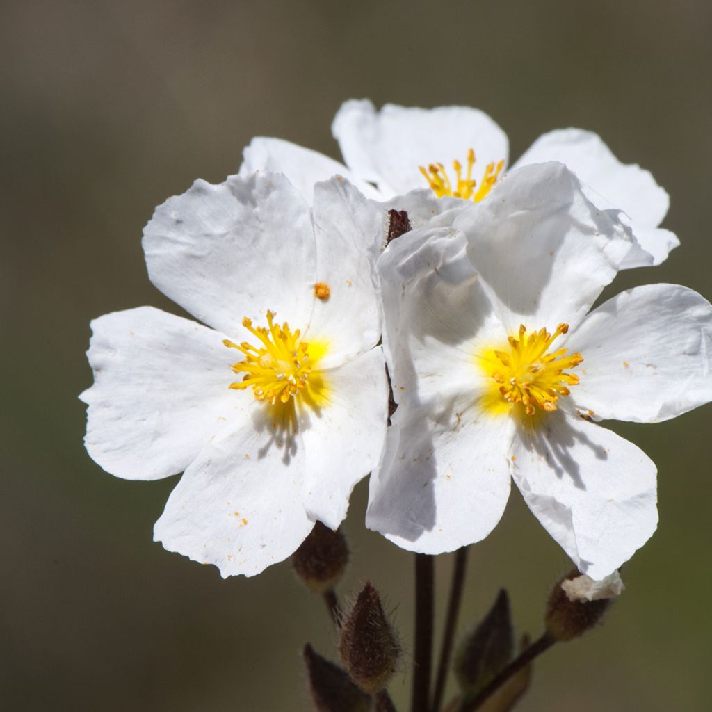 Halimium April Snow - Hélianthème à bouquets