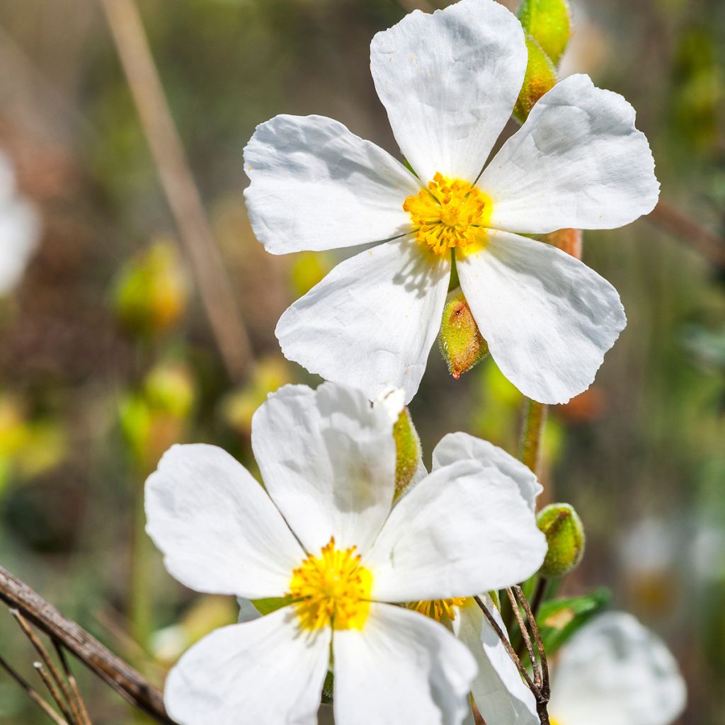 Halimium April Snow - Hélianthème à bouquets