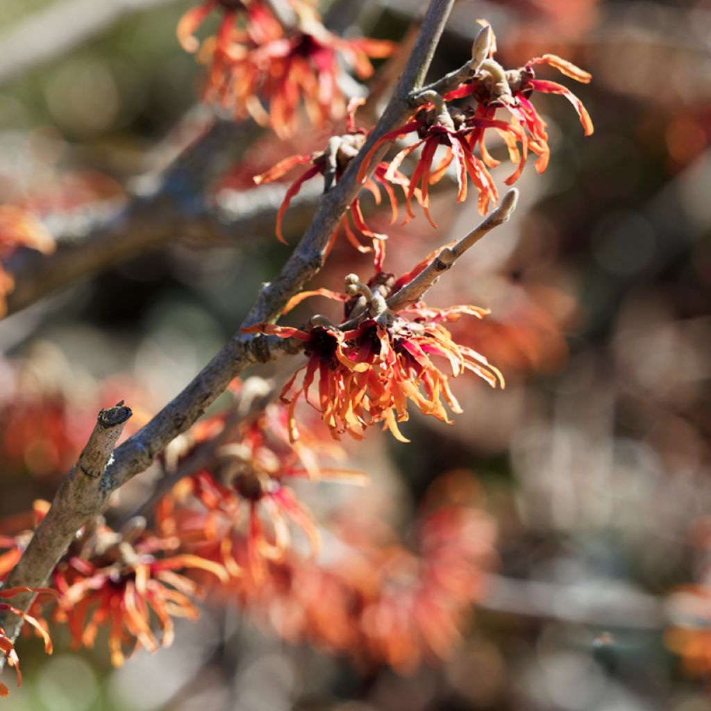 Hamamelis intermedia Diane - Noisetier de Sorcière