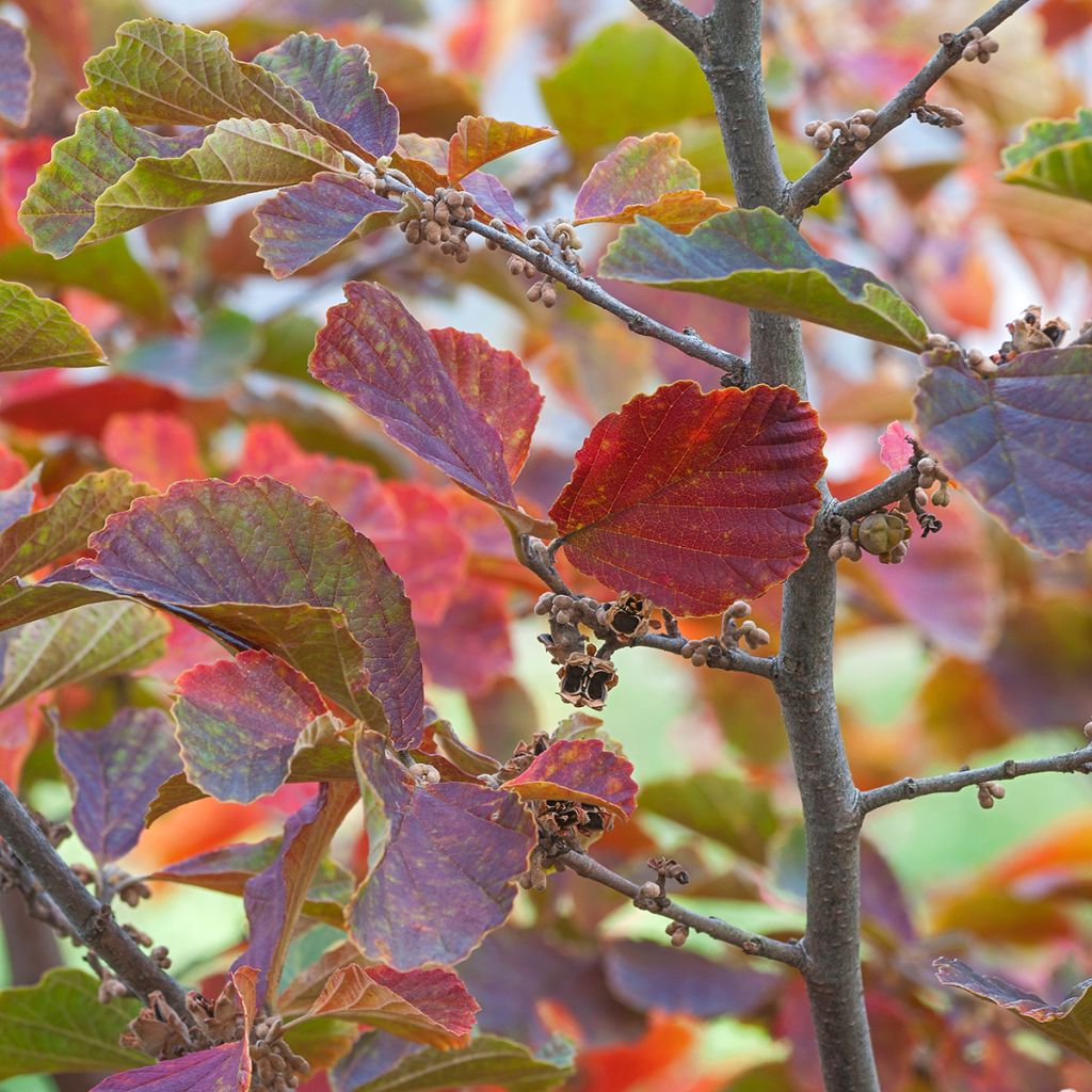 Hamamelis vernalis Amethyst - Noisetier de sorcière