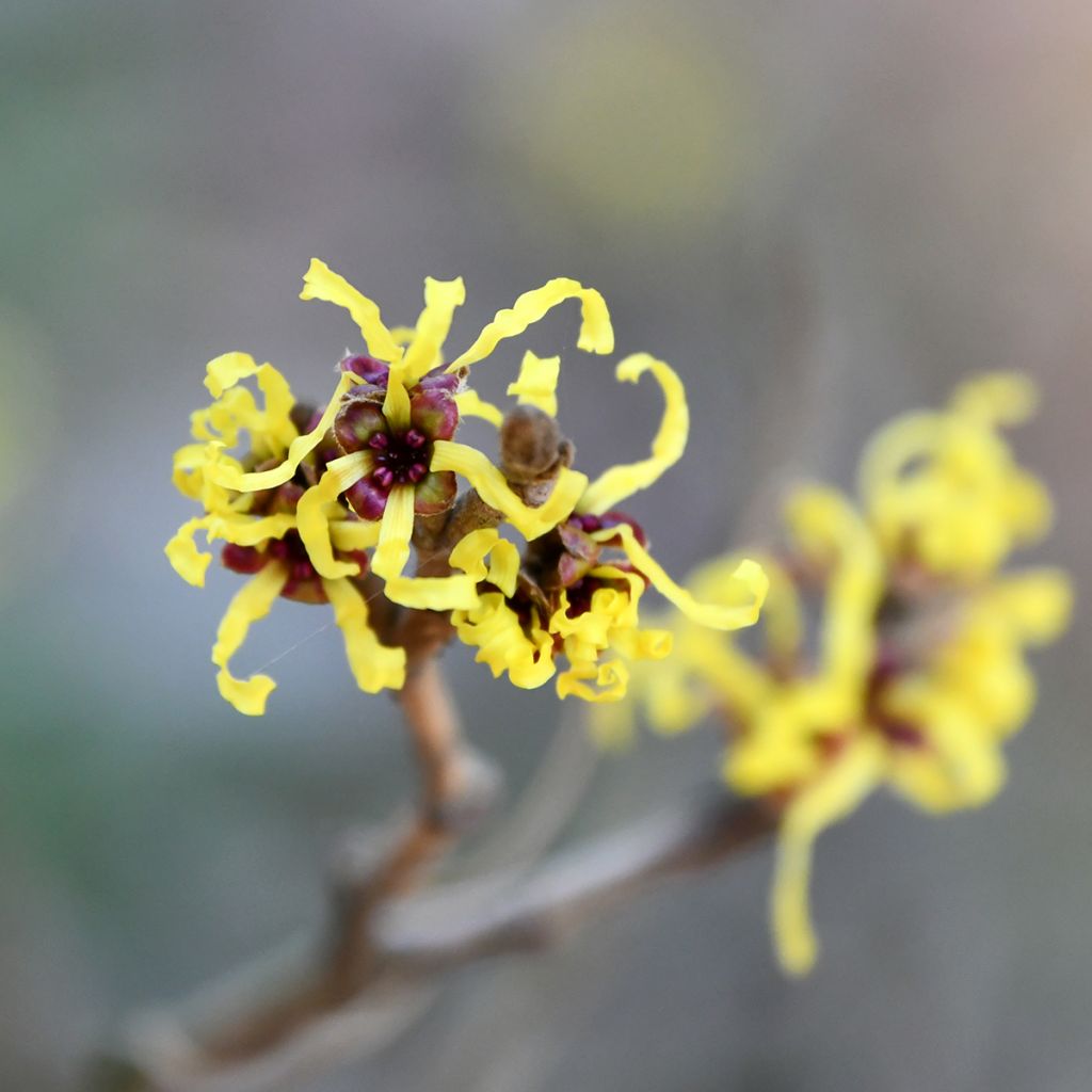 Hamamelis virginiana - Noisetier de sorcière de Virginie 