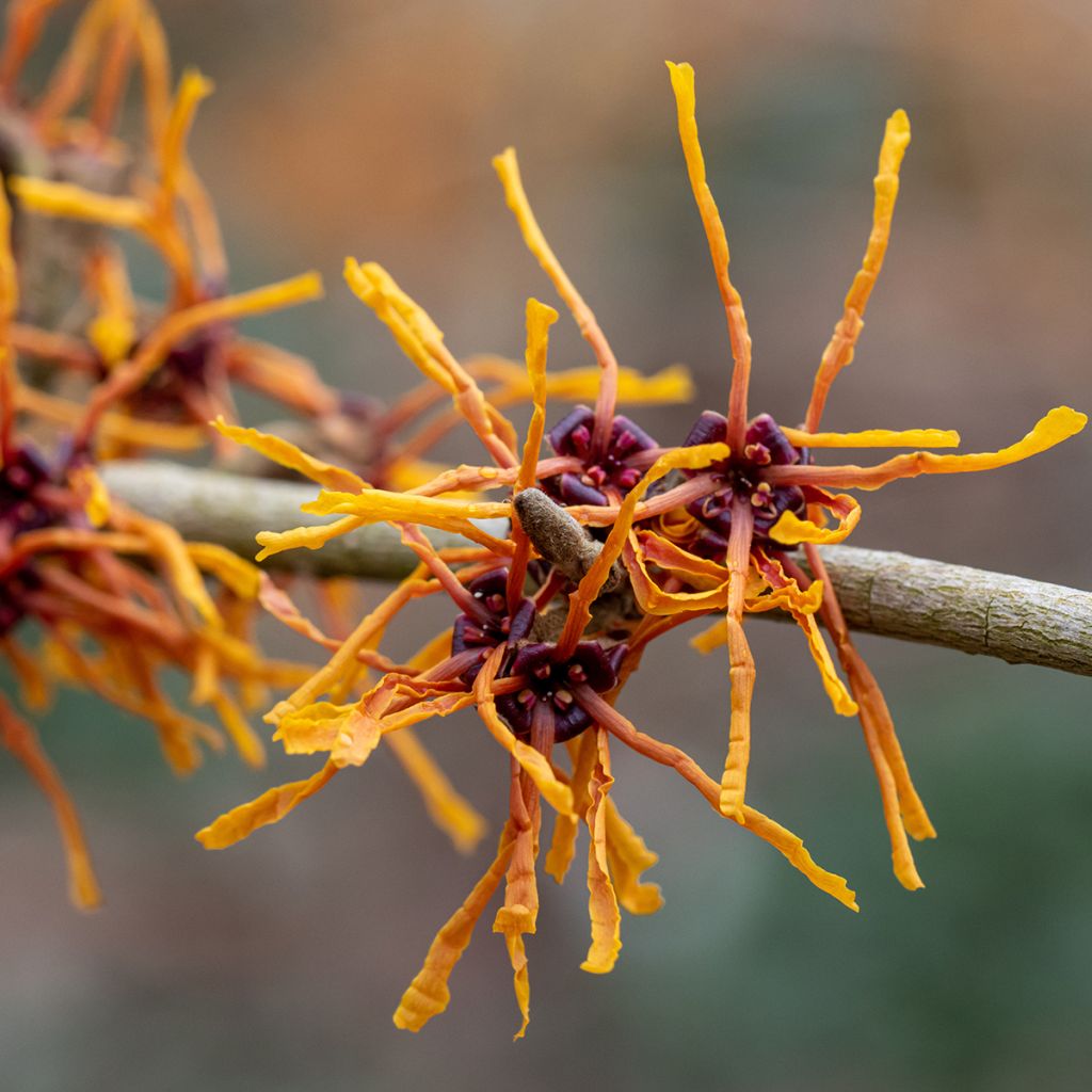 Hamamelis (x) intermedia Aphrodite - Noisetier de sorcière