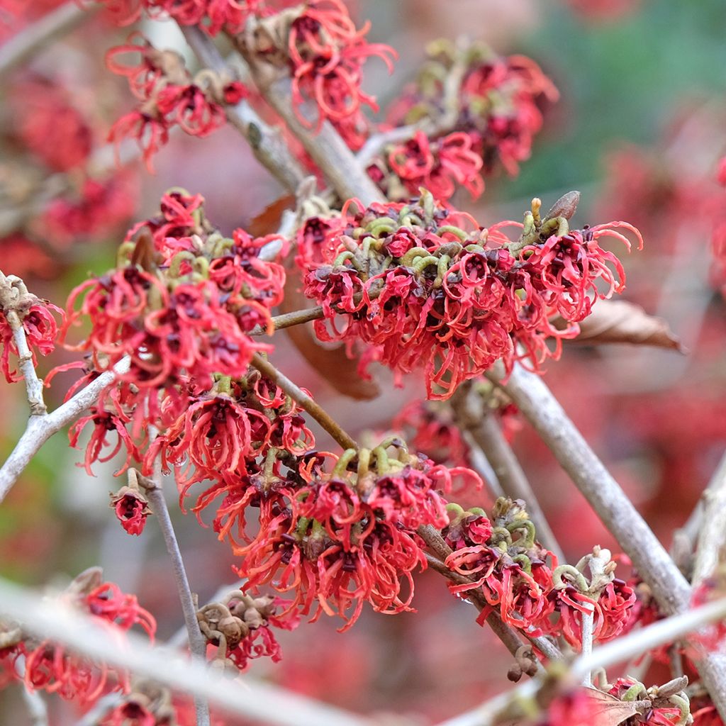 Hamamelis (x) intermedia Rubin - Noisetier de sorcière 