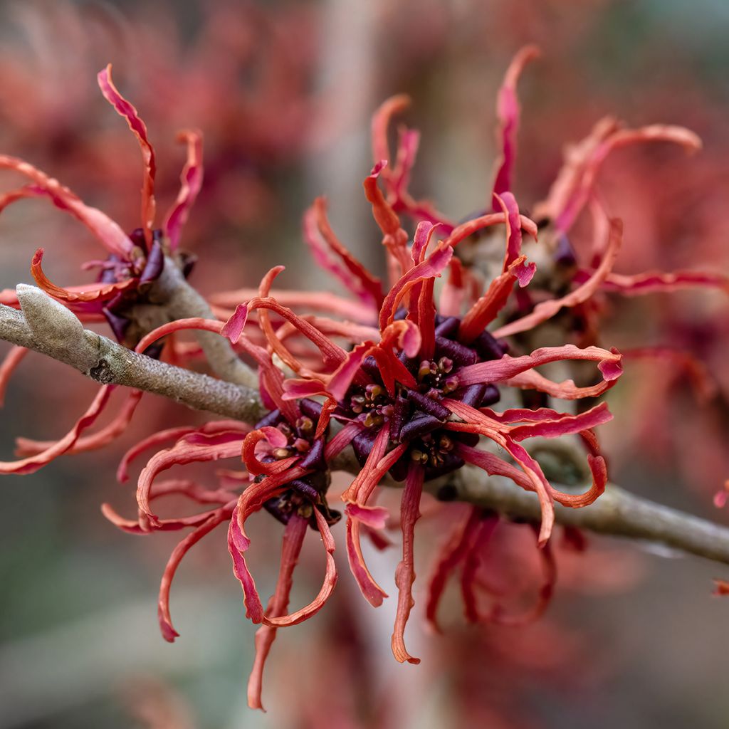 Hamamelis (x) intermedia Rubin - Noisetier de sorcière 
