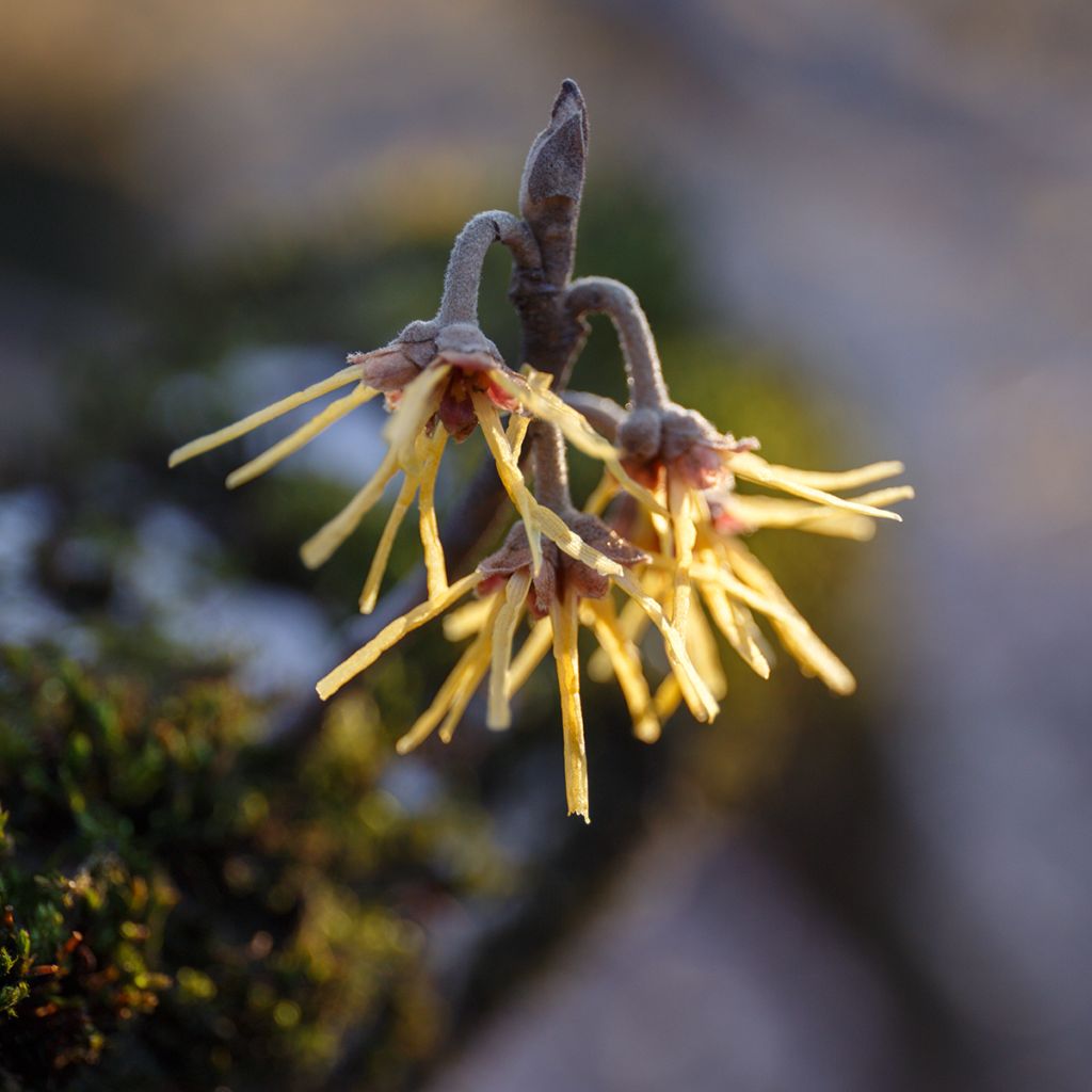 Noisetier des sorcières - Hamamelis mollis Pallida