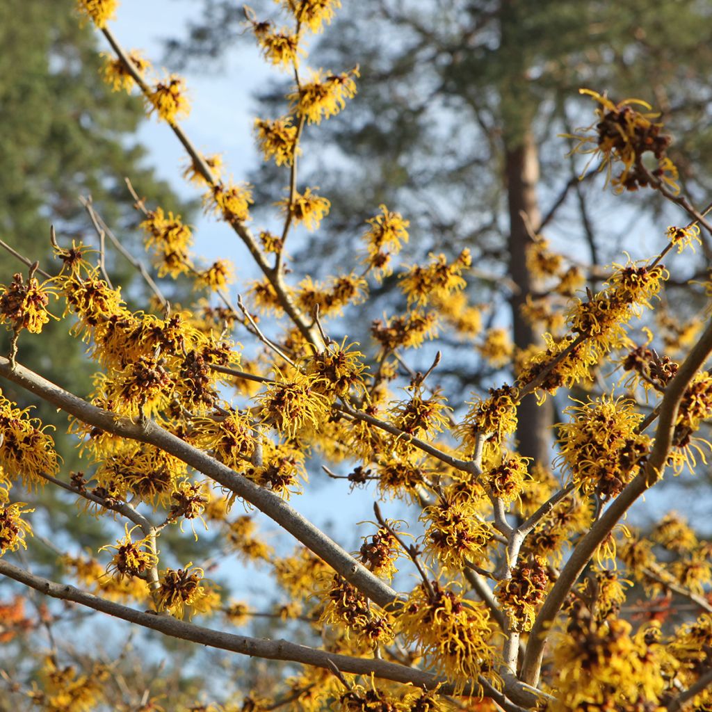 Hamamelis x intermedia Barmstedt Gold - Noisetier de sorcière