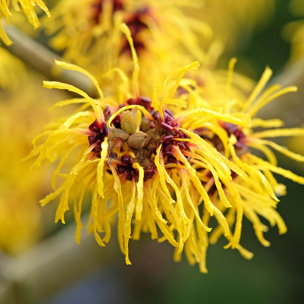 Hamamelis x intermedia Barmstedt Gold - Noisetier de sorcière
