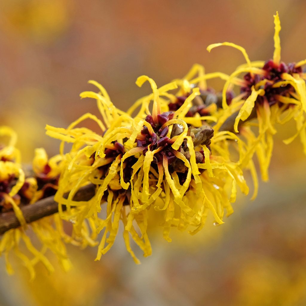 Hamamelis x intermedia Barmstedt Gold - Noisetier de sorcière