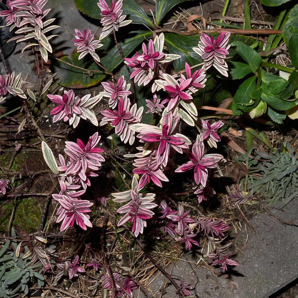 Hebe Purple Shamrock - Véronique arbustive