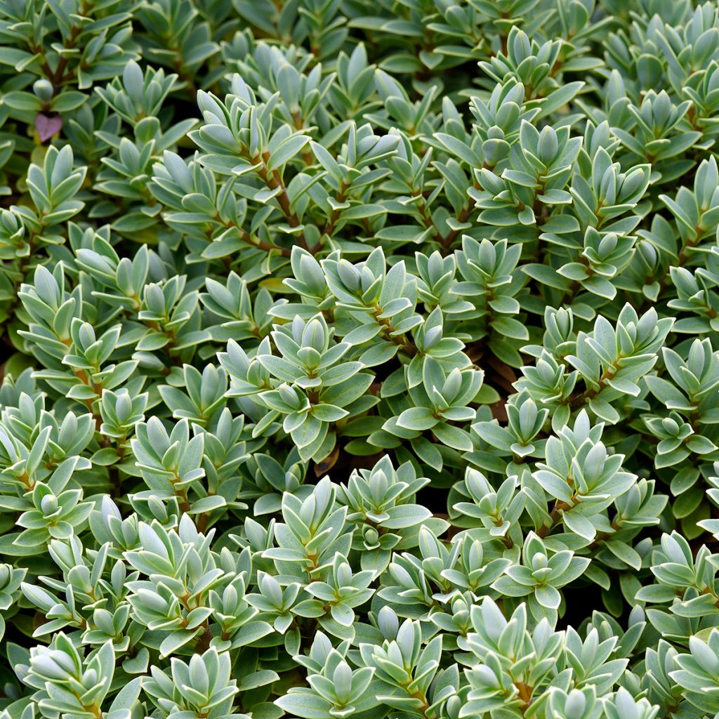 Hebe Sutherlandii - Véronique arbustive.
