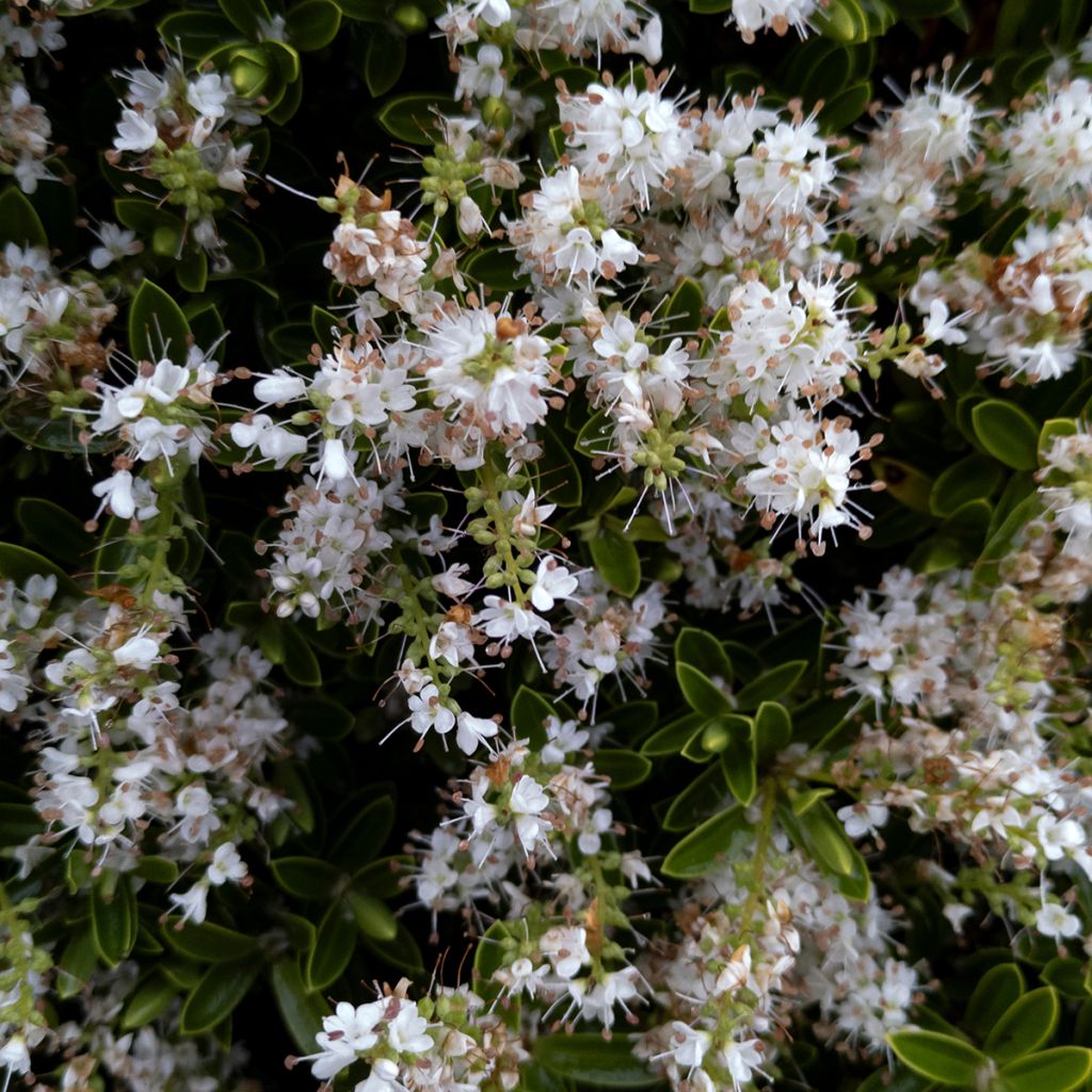 Hebe Sutherlandii - Véronique arbustive.