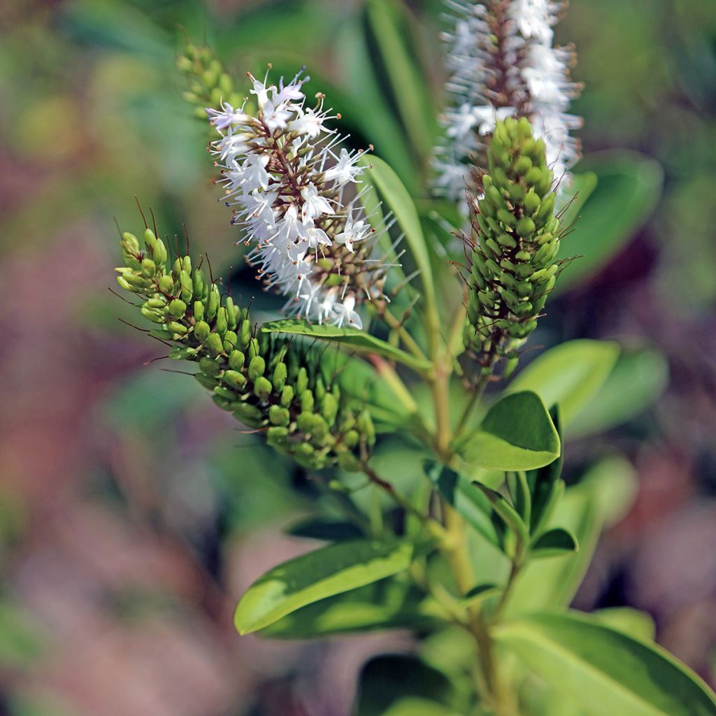 Hebe brachysiphon - Véronique arbustive
