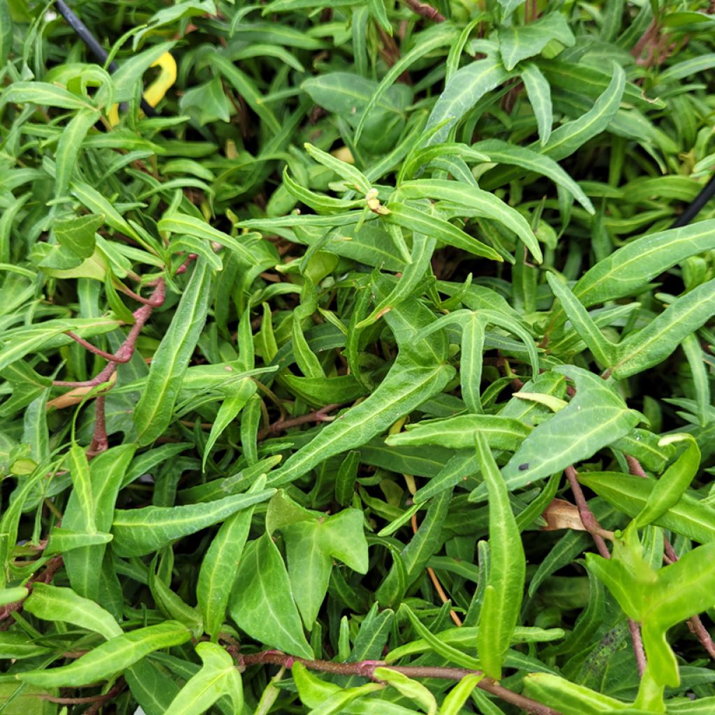 Lierre commun - Hedera helix Evergreen