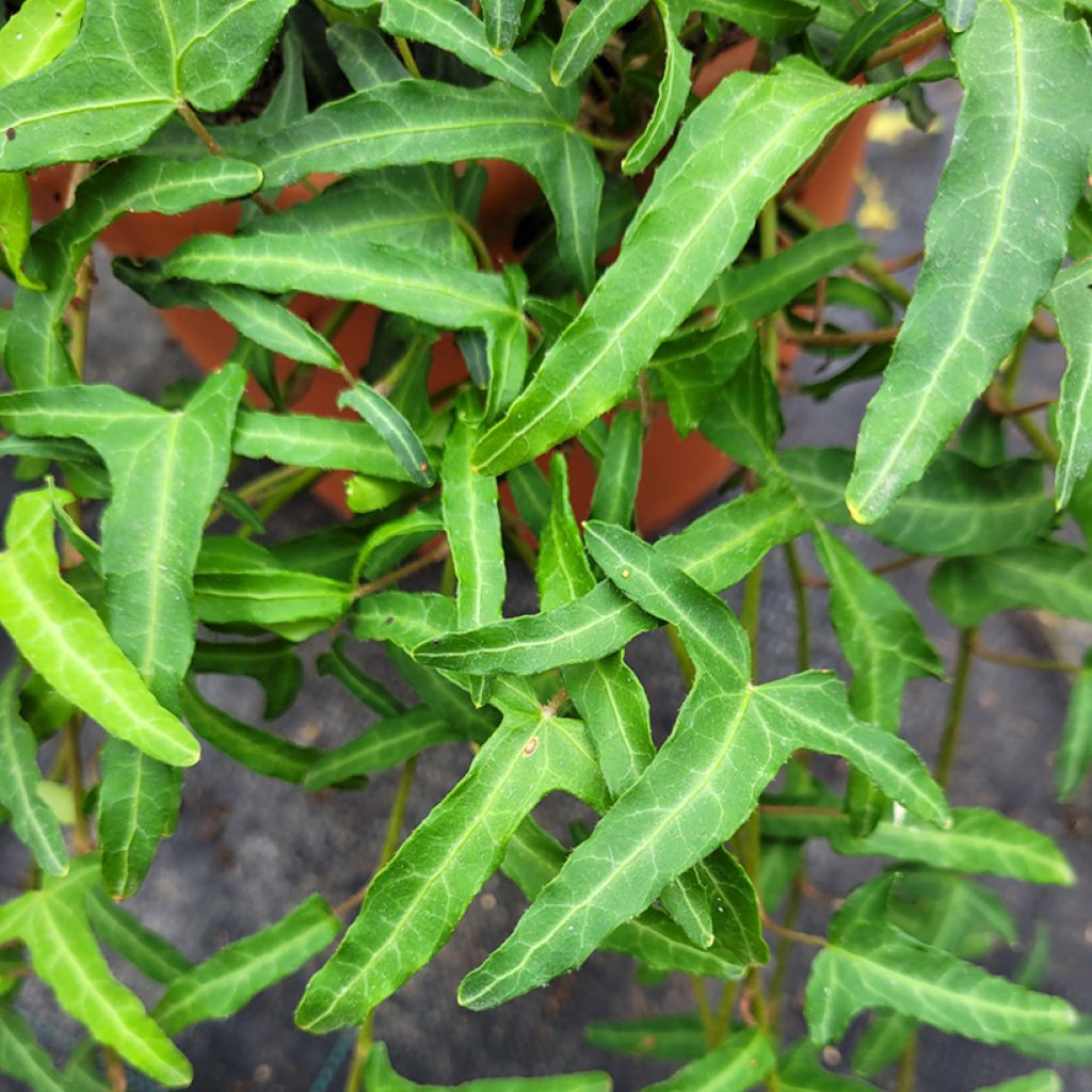 Lierre commun - Hedera helix Kappeln