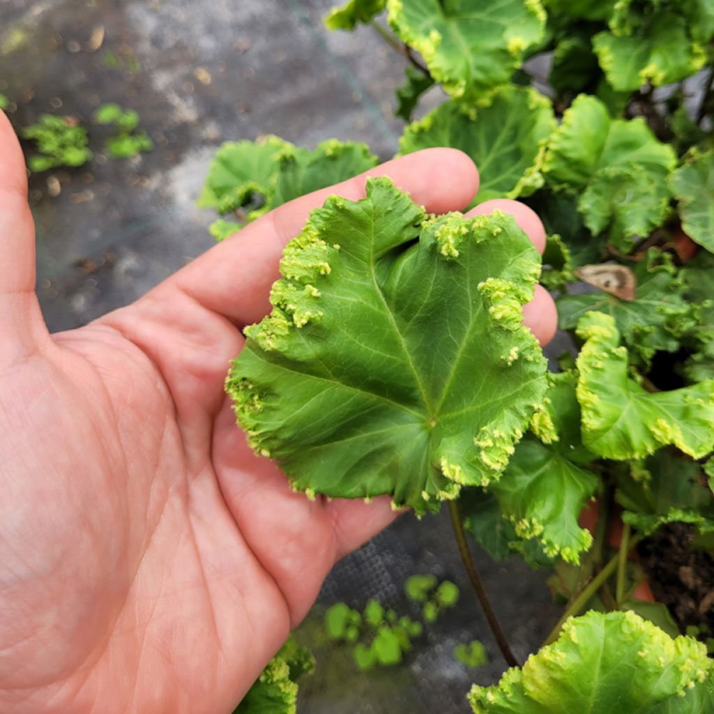 Lierre commun - Hedera helix Obelix